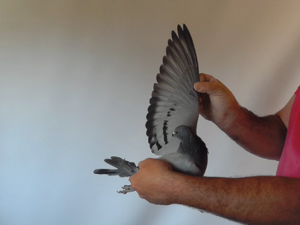Pigeon image