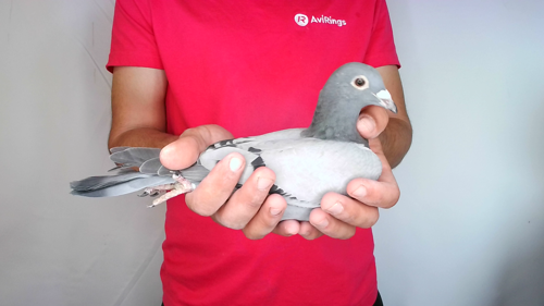 Pigeon image