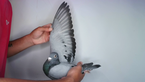 Pigeon image