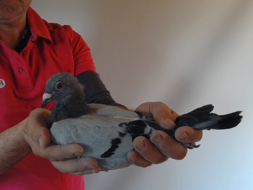 Pigeon image