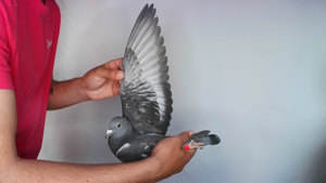Pigeon image