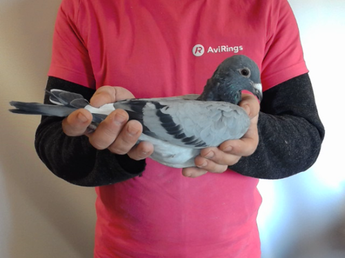 Pigeon image