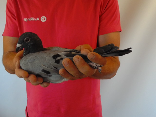 Pigeon image