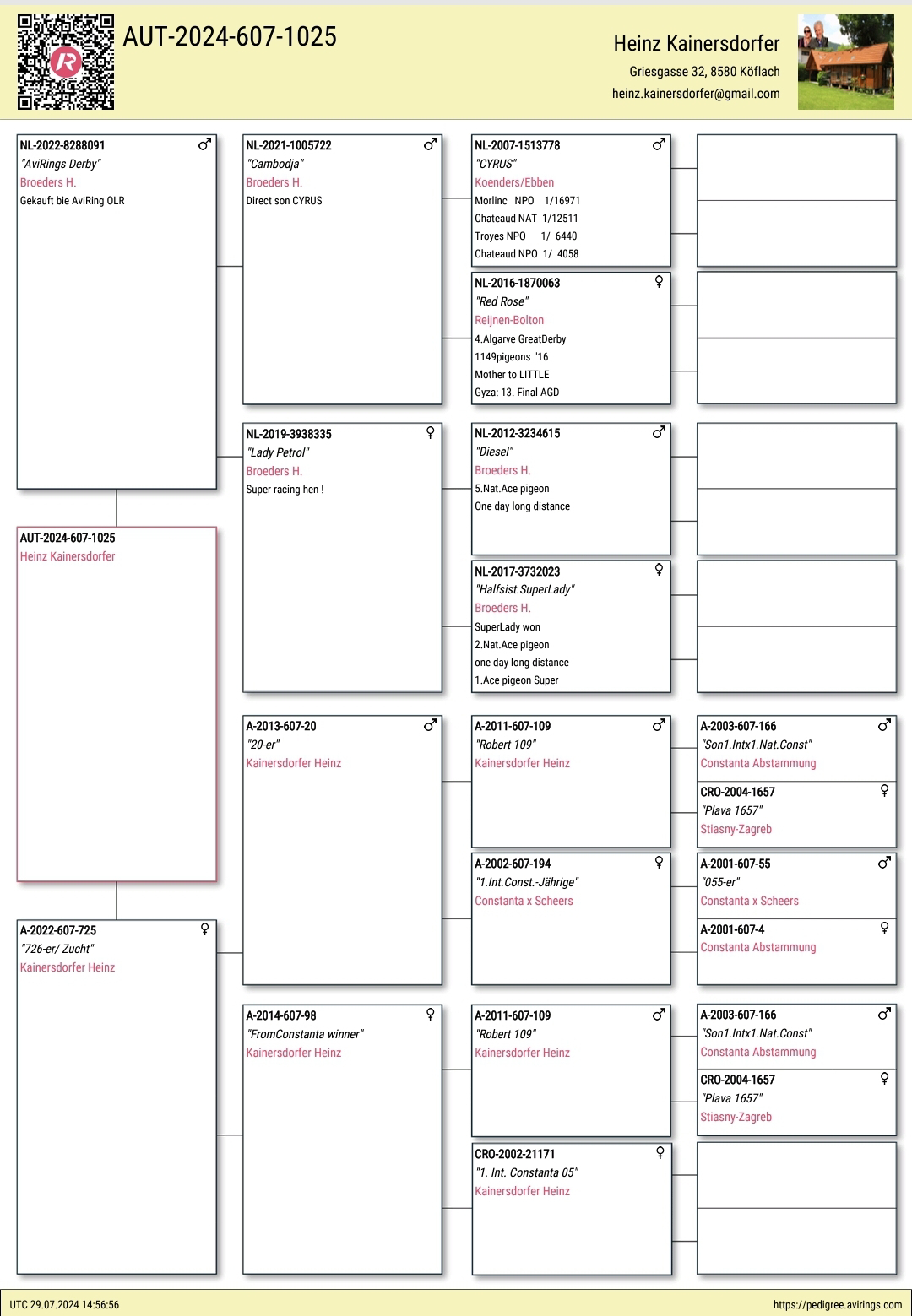 Pigeon pedigree image