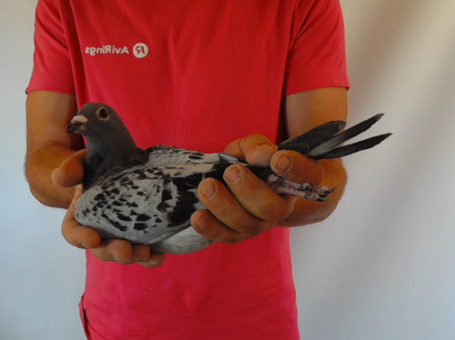 Pigeon image