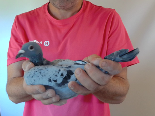 Pigeon image