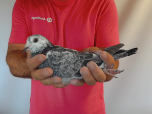 Pigeon image