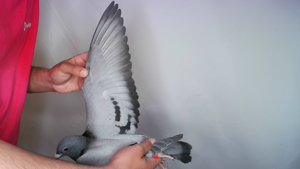 Pigeon image