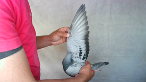 Pigeon image