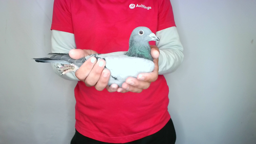 Pigeon image