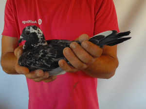Pigeon image