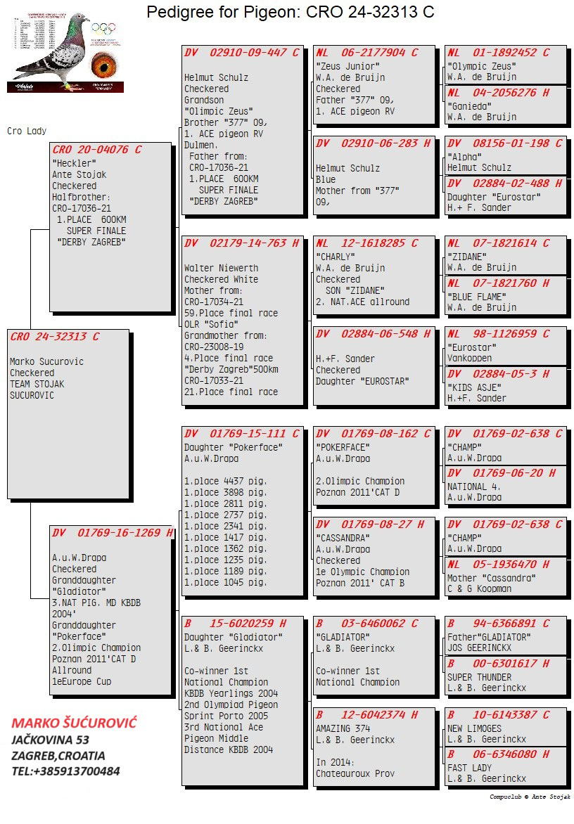 Pigeon pedigree image