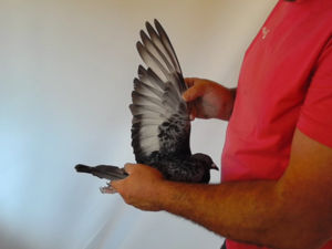 Pigeon image