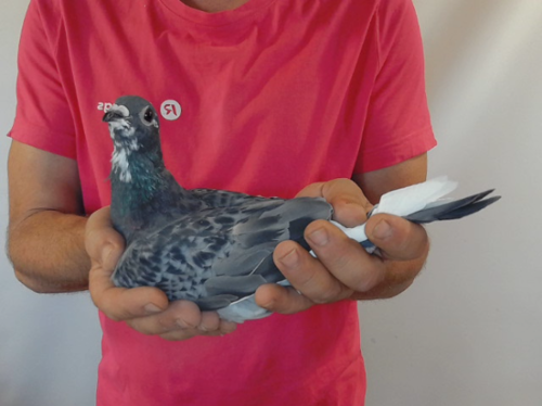 Pigeon image