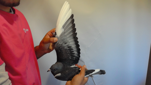 Pigeon image