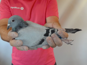 Pigeon image