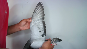 Pigeon image