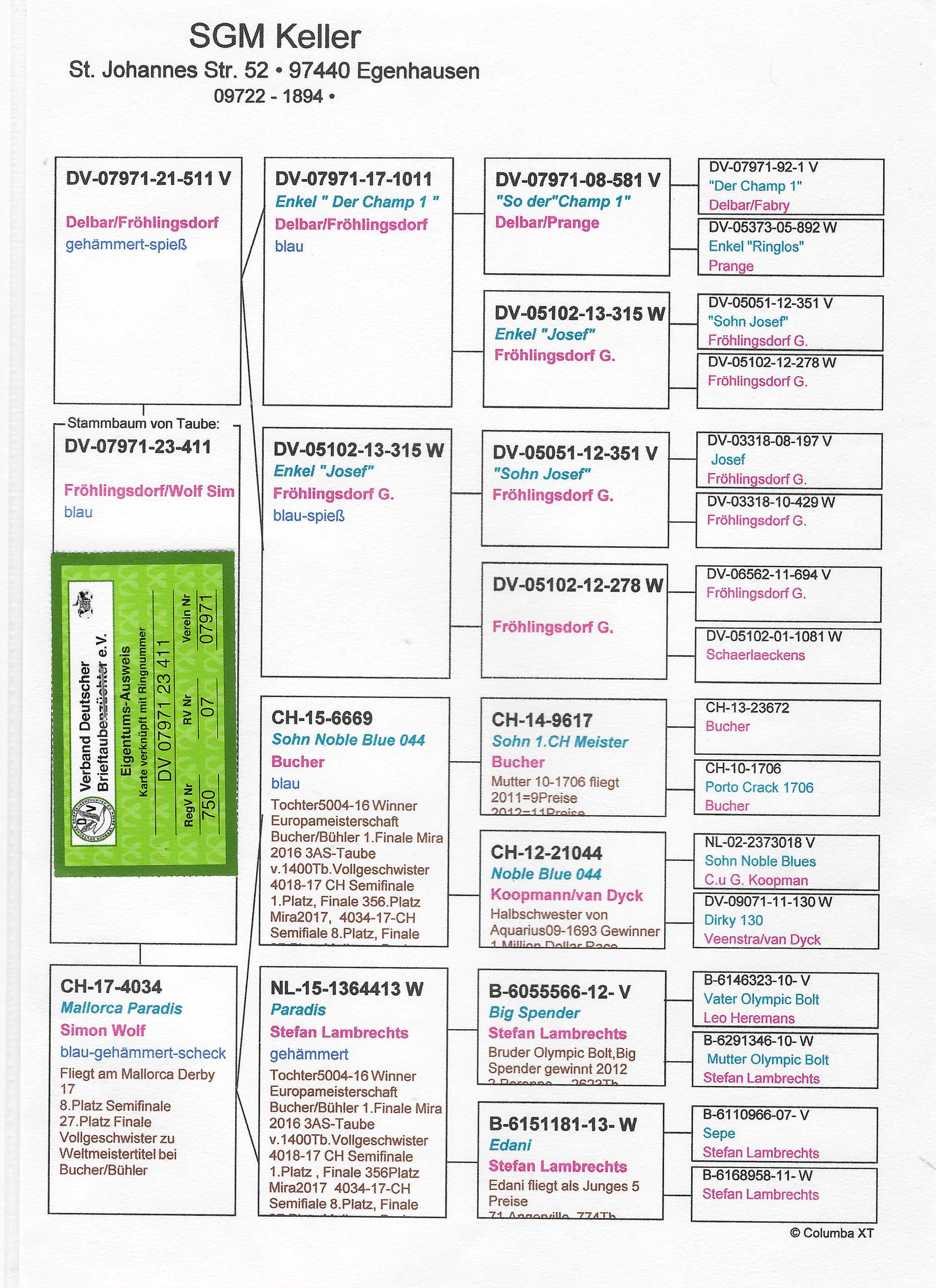 Pigeon pedigree image