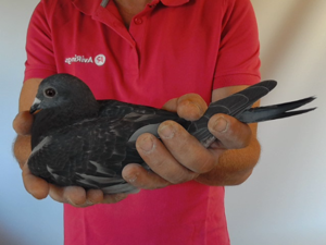 Pigeon image