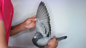 Pigeon image