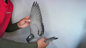 Pigeon image