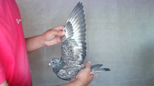Pigeon image