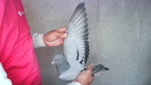 Pigeon image