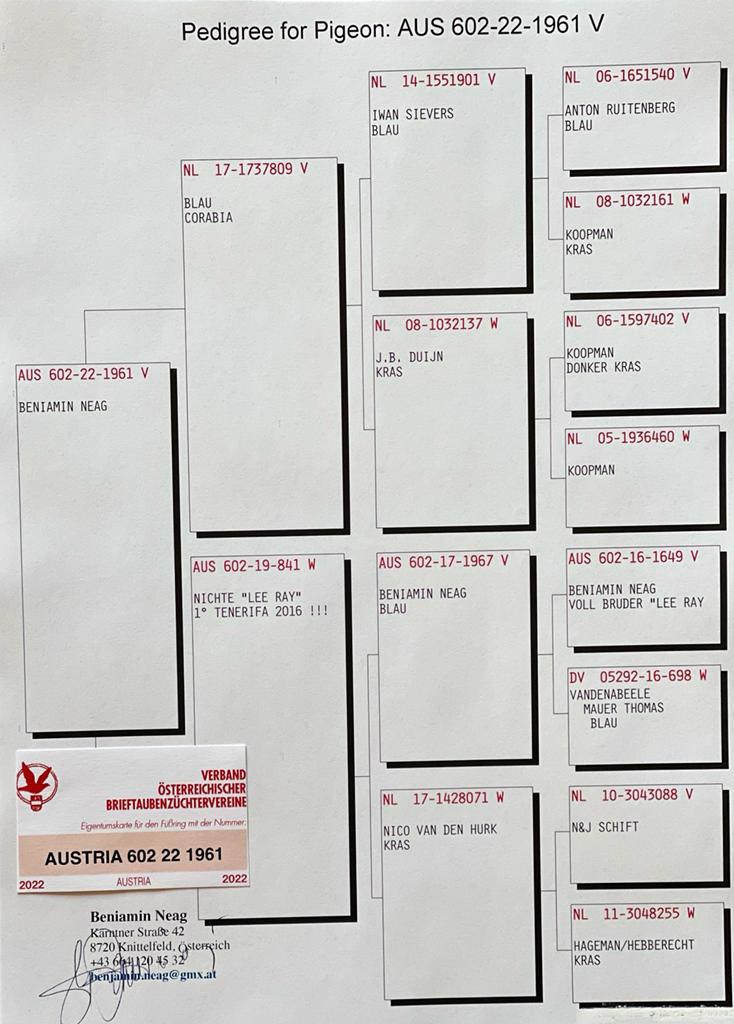 Pigeon pedigree image