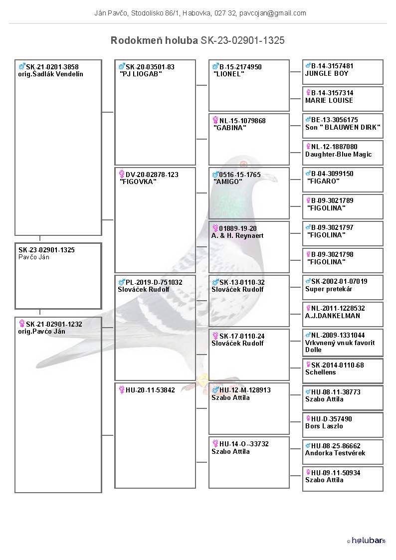 Pigeon pedigree image