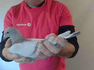 Pigeon image
