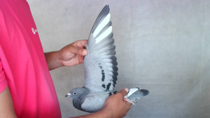 Pigeon image