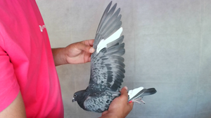 Pigeon image