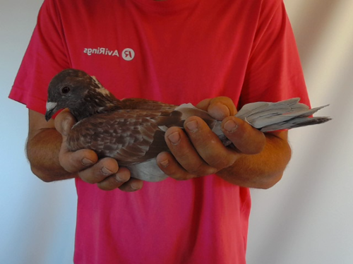Pigeon image