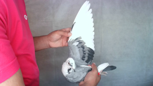 Pigeon image