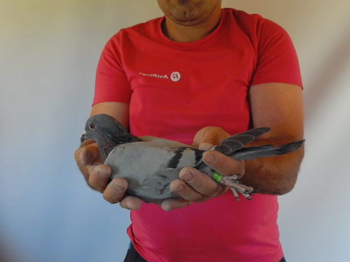 Pigeon image