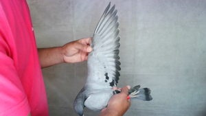 Pigeon image
