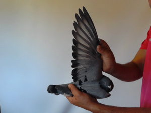 Pigeon image