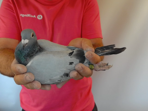 Pigeon image
