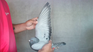 Pigeon image