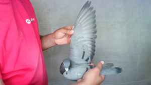 Pigeon image