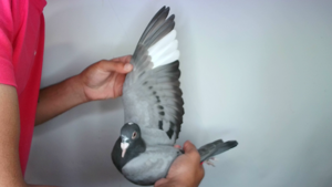 Pigeon image