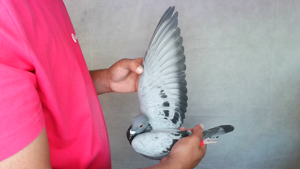 Pigeon image