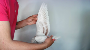 Pigeon image