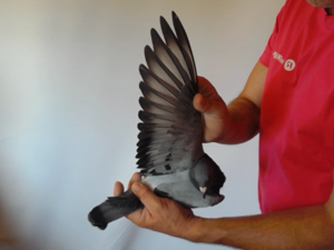 Pigeon image