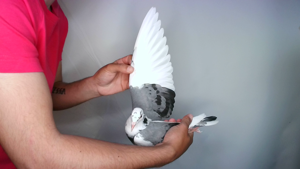 Pigeon image