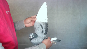 Pigeon image