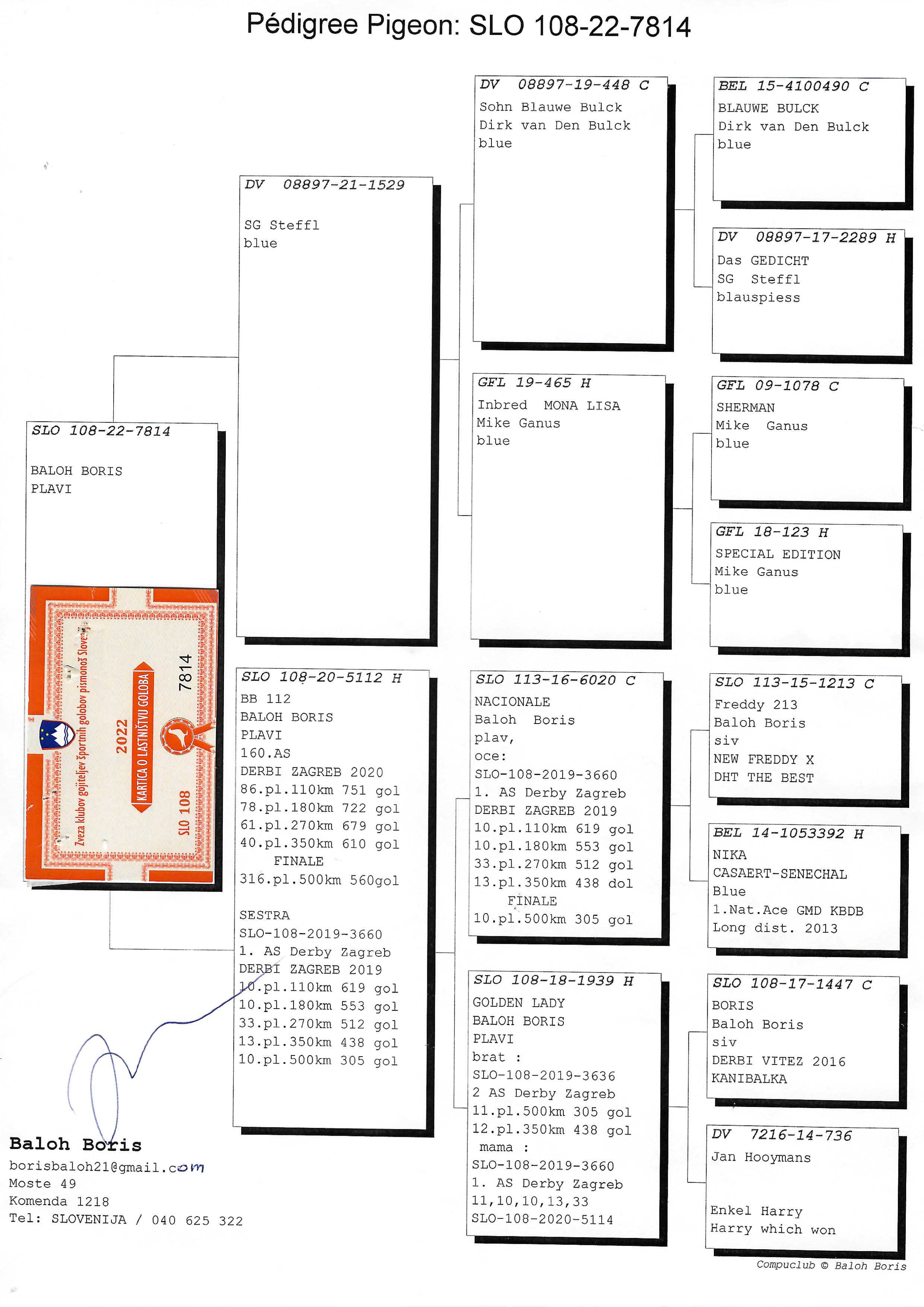 Pigeon pedigree image