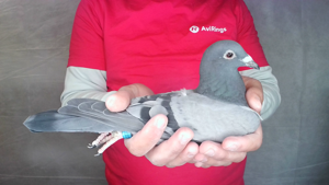 Pigeon image