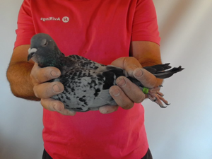 Pigeon image