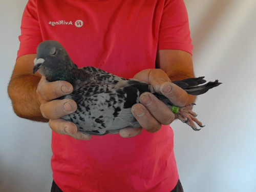 Pigeon image